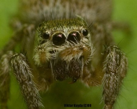 Micro & Macro от Viktor Kuyda