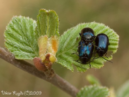 Micro & Macro от Viktor Kuyda