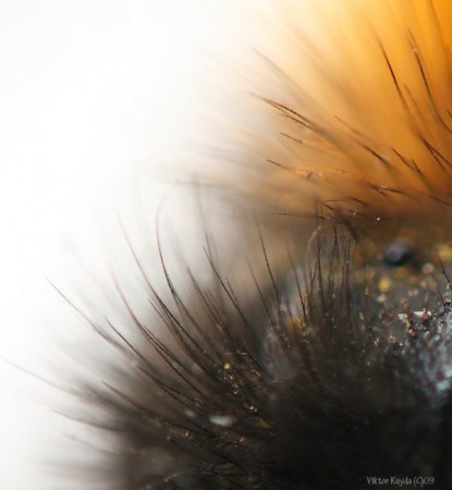 Micro & Macro от Viktor Kuyda