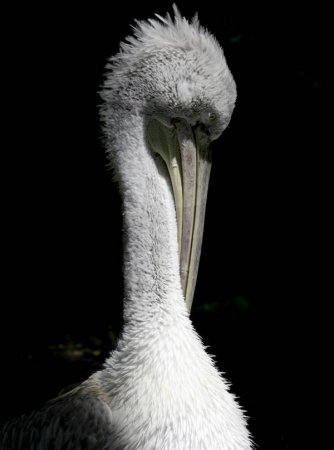 Лучшие фотографии животных по версии MSNBC за 2009 год