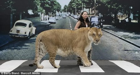 Крупная киска
