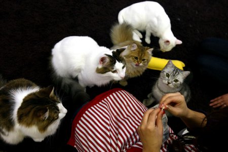 Кафе для кошатников