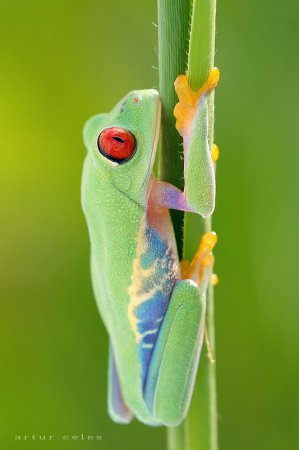 Фотограф Artur Celes