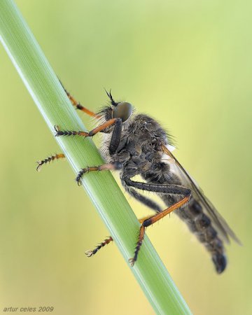 Фотограф Artur Celes