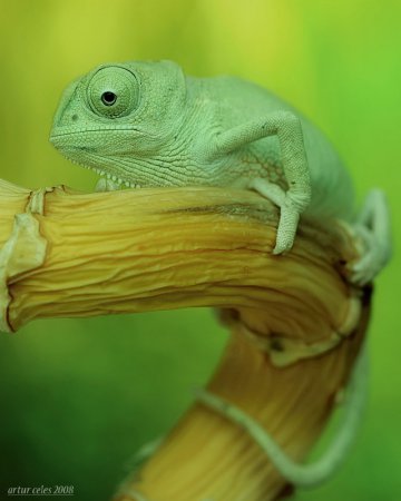 Фотограф Artur Celes