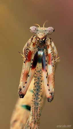 Фотограф Artur Celes