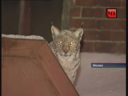 в Москве ловят живую рысь