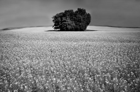 Фотограф Chris Friel