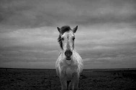 Фотограф Chris Friel