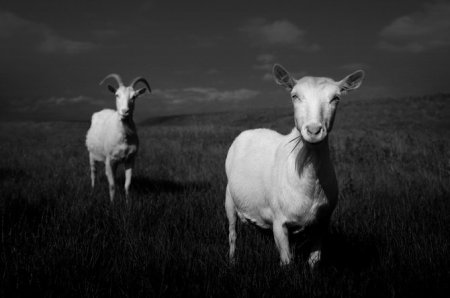 Фотограф Chris Friel