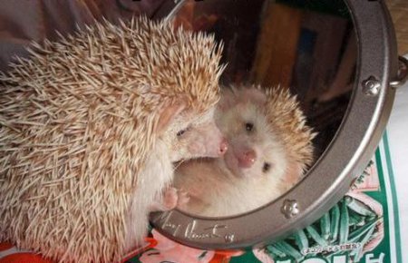 Ёжики