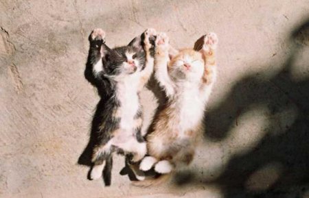 Прикольные котэ