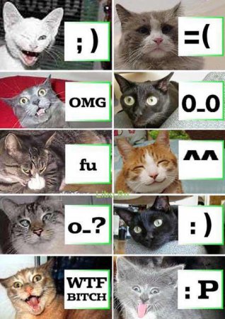 Прикольные котэ