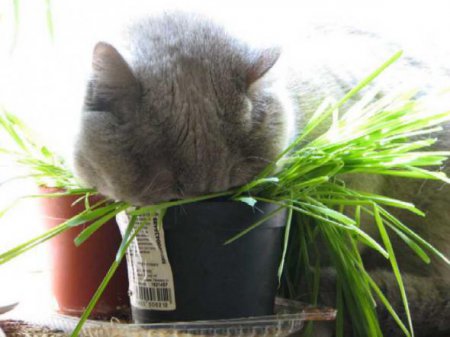 Прикольные котэ