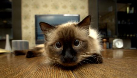 Прикольные котэ