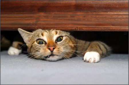 Прикольные котэ