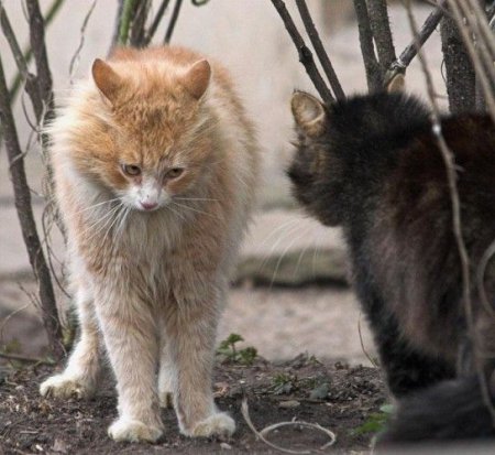 Прикольные котэ