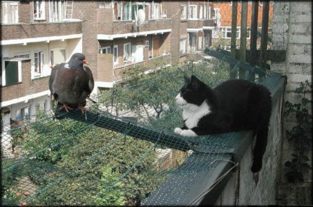 Прикольные котэ