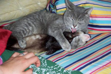 Прикольные котэ