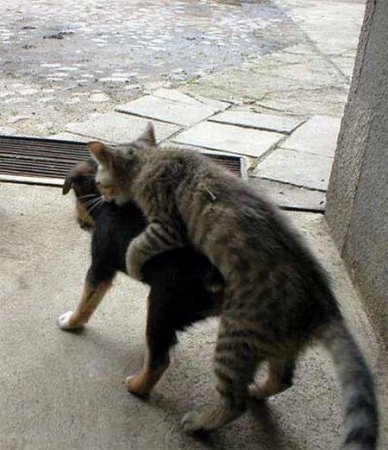 Приколы