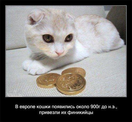 Факто о кошках.