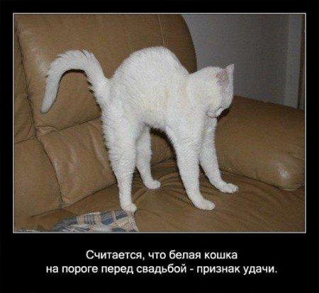 Факто о кошках.