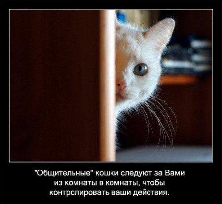 Факто о кошках.