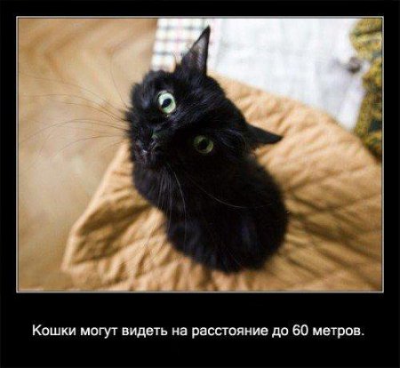 Факто о кошках.