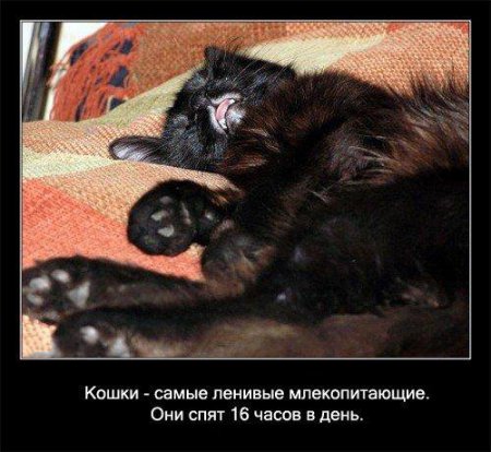 Факто о кошках.