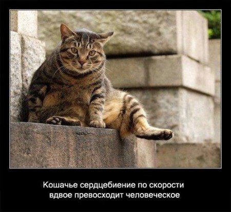 Факто о кошках.