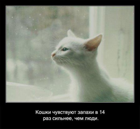 Факто о кошках.