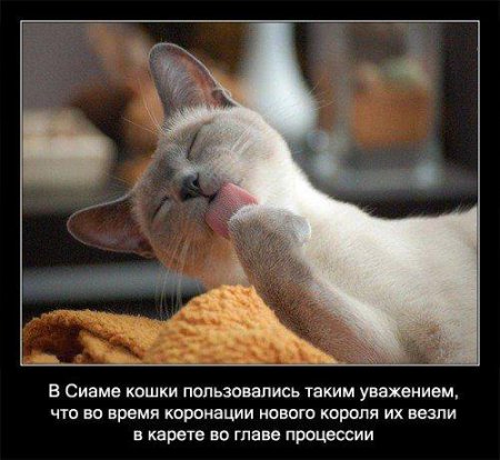 Факто о кошках.