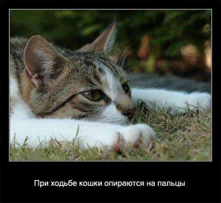 Факто о кошках.