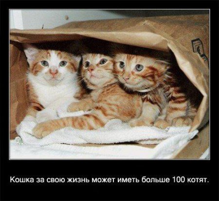 Факто о кошках.
