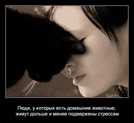 Факто о кошках.