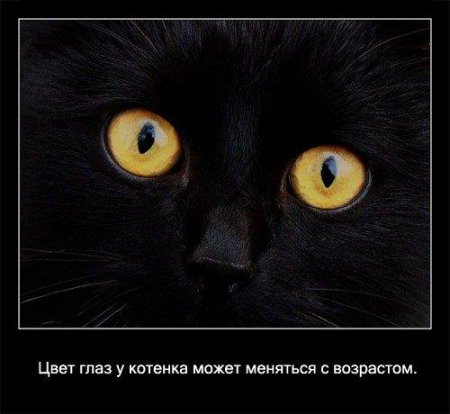 Факто о кошках.
