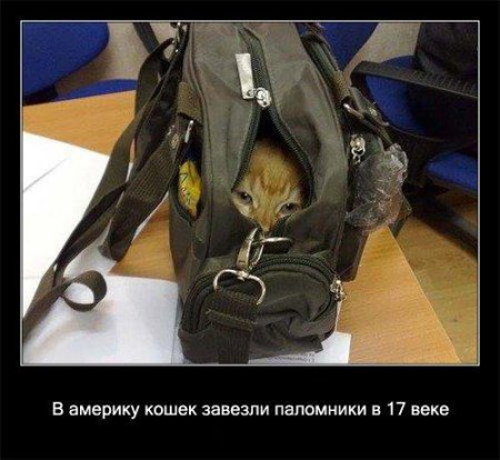 Факто о кошках.