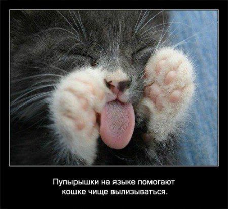 Факто о кошках.