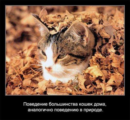 Факто о кошках.