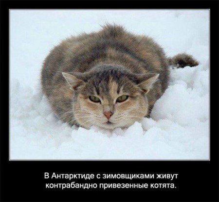 Факто о кошках.