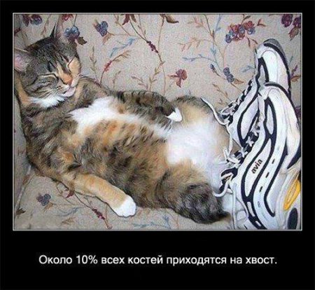 Факто о кошках.