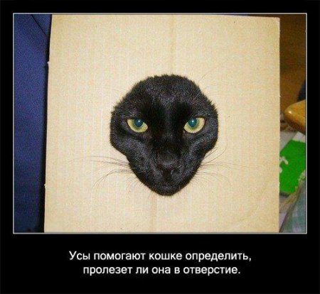 Факто о кошках.