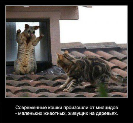 Факто о кошках.