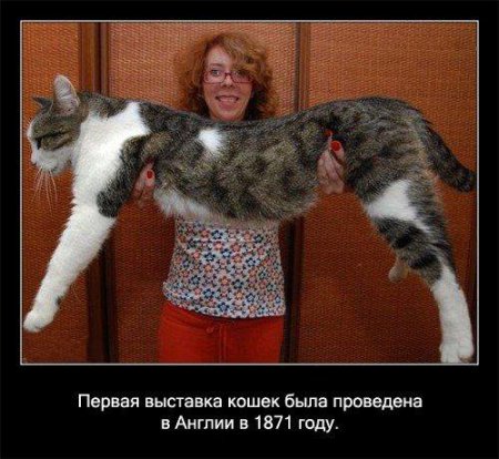 Факто о кошках.