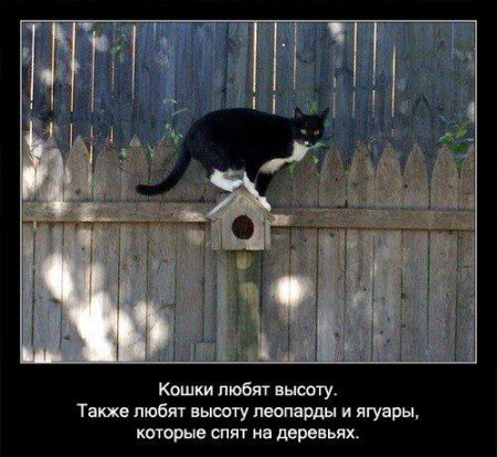 Факто о кошках.
