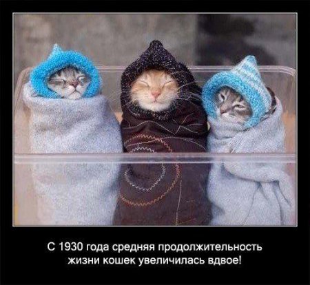 Факто о кошках.