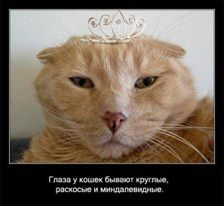 Факто о кошках.