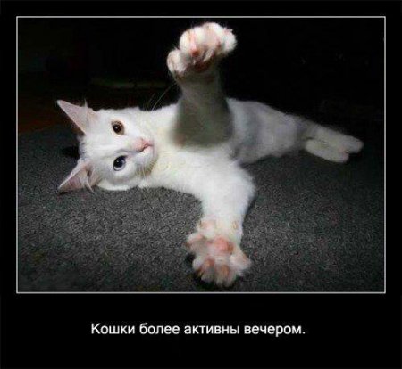 Факто о кошках.