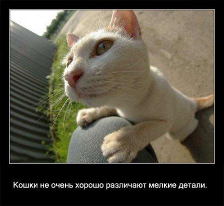 Факто о кошках.