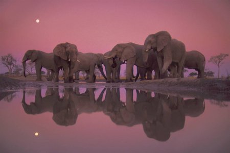 Christie's проводит благотворительный аукцион, приуроченный к сороковой годовщине Дня Земли